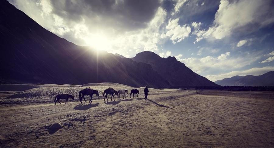 Chamba Camp Diskit Nubra Εξωτερικό φωτογραφία
